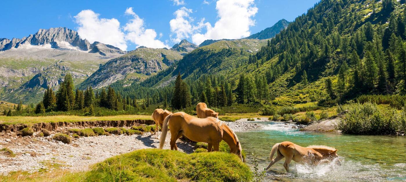 Carisolo/Pinzolo