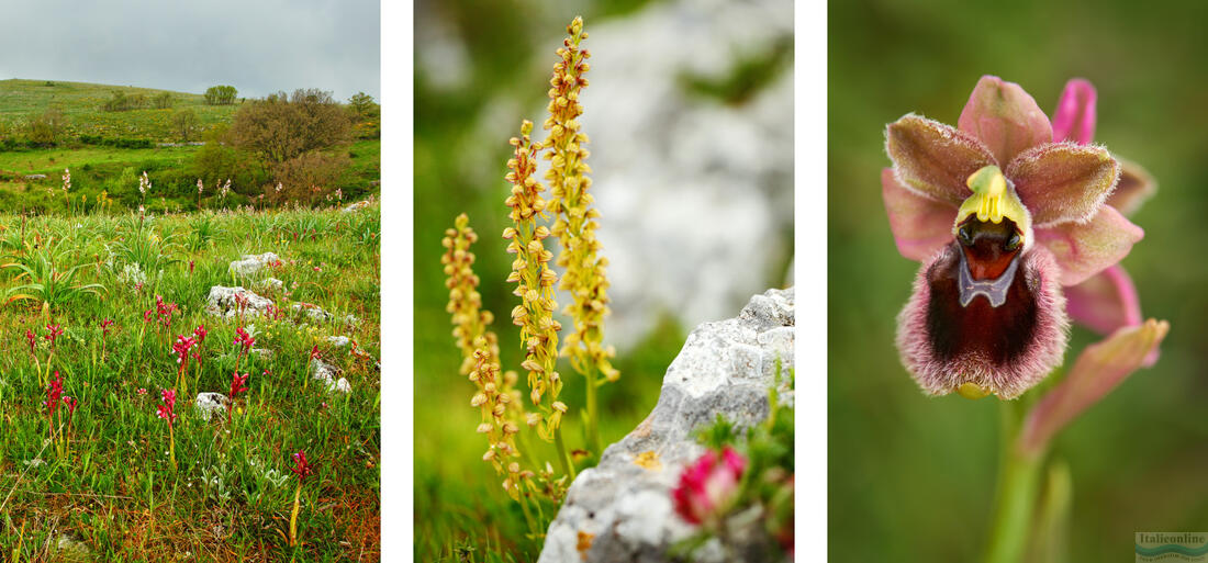 Gargano - lúka s divokými orchideami, Aceras antropophorum, Ophrys garganica