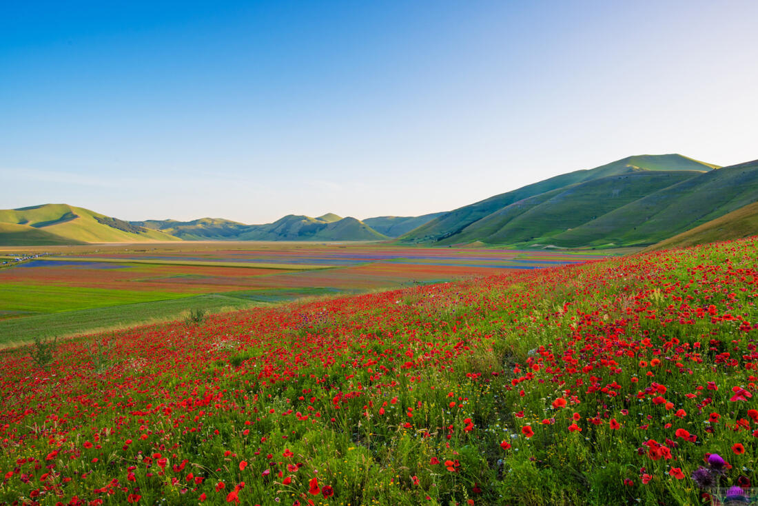 Kvitnúci mak na Piani di Castelluccio - Národný park Monti Sibillini