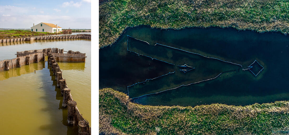 Comacchio – pasce na úhorov