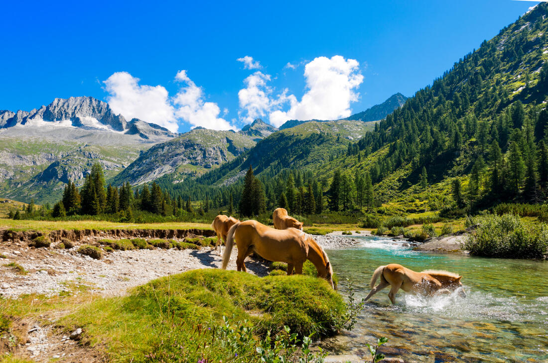 Kone v parku Adamello Brenta