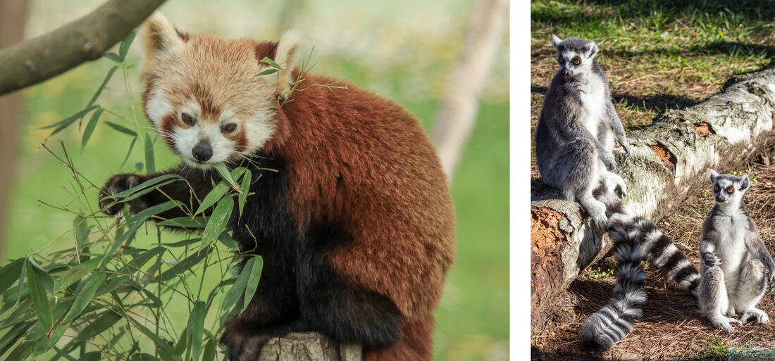 Zoo Punta Verde - naľavo vzácná panda červená z Nepálu, napravo párik lemurov katta