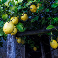 Limone sul Garda