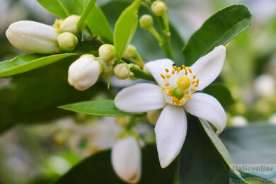 Neroli, oranžový symbol luxusu