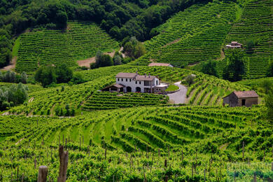 Vrchy Prosecco: vinárska krajina a pamiatka UNESCO v srdci Benátska