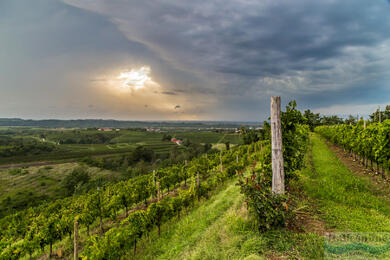 Collio: kráľovstvo vína a kulinárskych špecialít